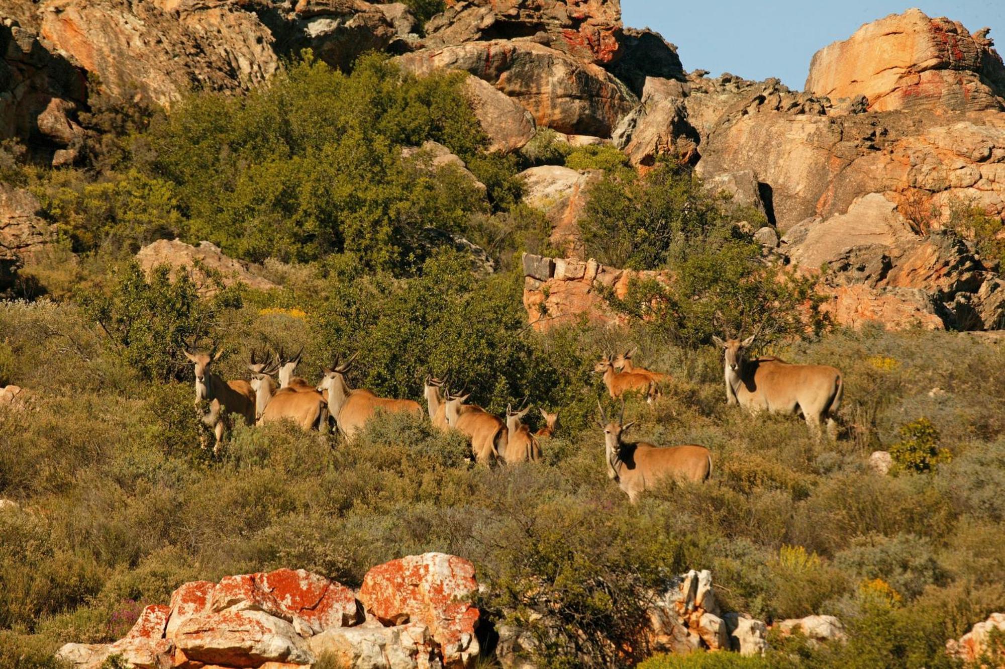 Bushmans Kloof Wilderness Reserve And Wellness Retreat Clanwilliam Eksteriør billede