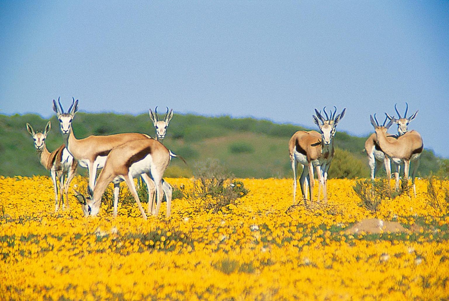 Bushmans Kloof Wilderness Reserve And Wellness Retreat Clanwilliam Eksteriør billede