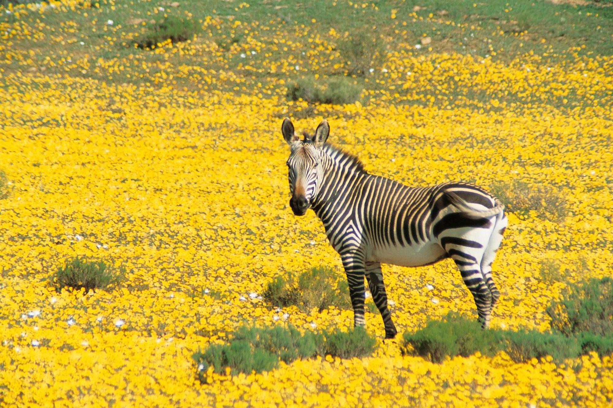 Bushmans Kloof Wilderness Reserve And Wellness Retreat Clanwilliam Eksteriør billede